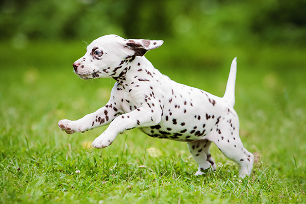 Dalmatian puppy running outside: Pet Wellness Care in Waynesboro