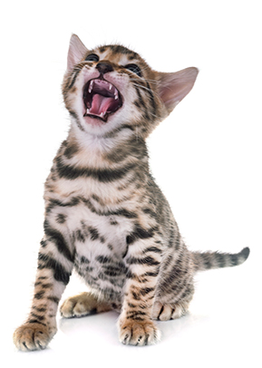 Kitten yawning