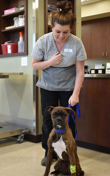 Veterinarian with a dog