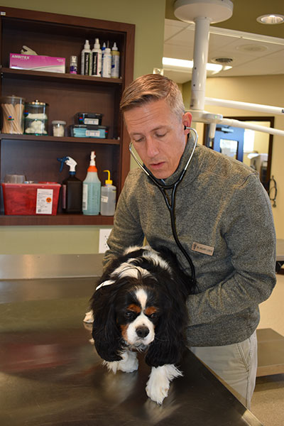 Vet listening to a dog's breathing: AAHA Accredited in Waynesboro